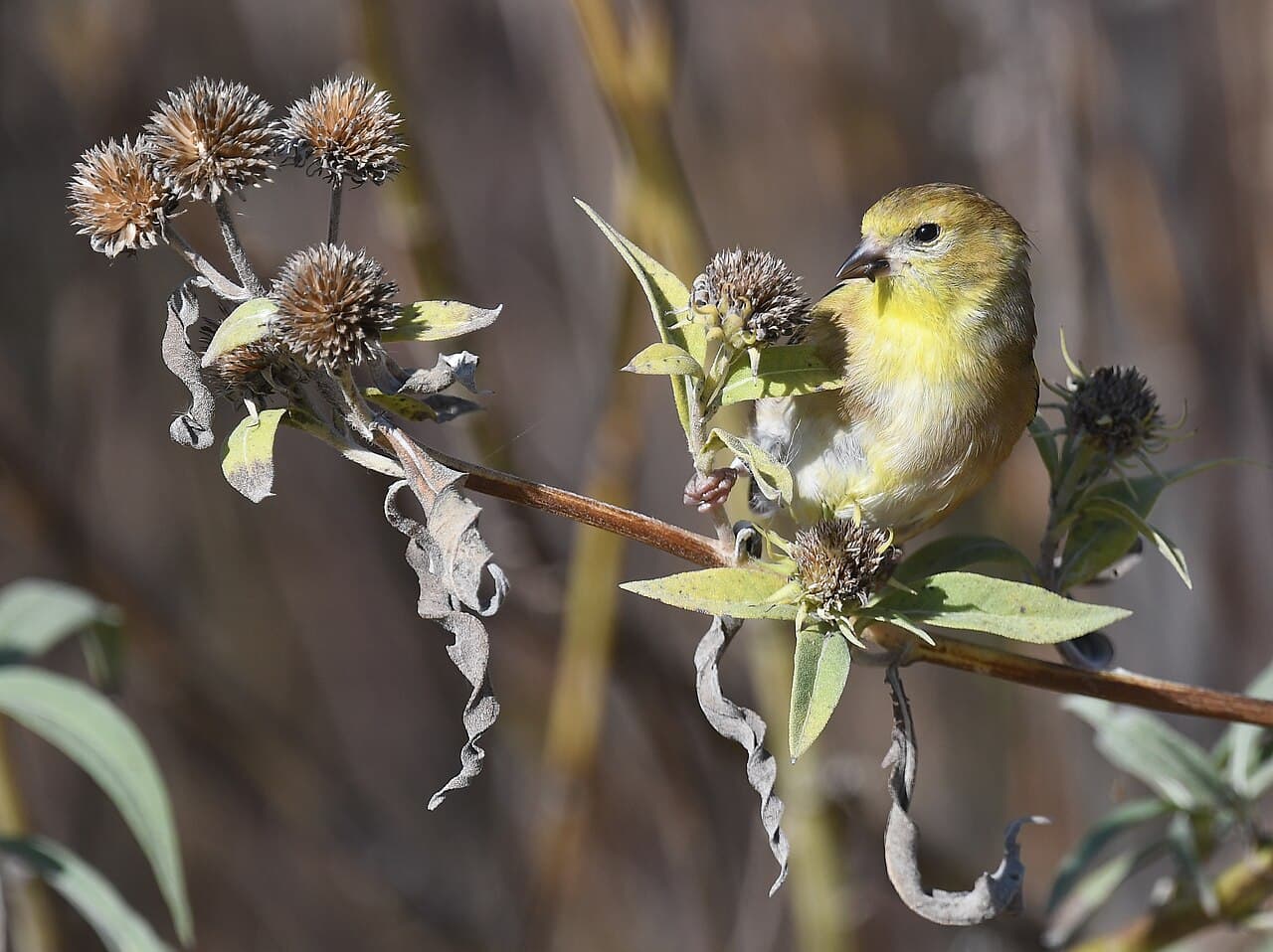 Andy Barr's Kentucky Lead Is a Story About What Actual Constituency Service Looks Like